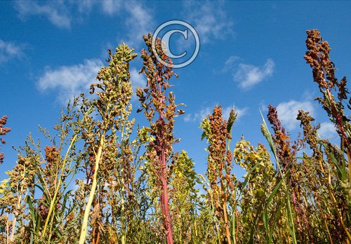 Game Crop Quinoa DMOO56